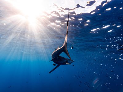 FranciscoGarcia_OceanAzoresFoundation_img155 Blue Shark (prionace glauca) swimming on top of the seamount Condor, near Faial island, Azores